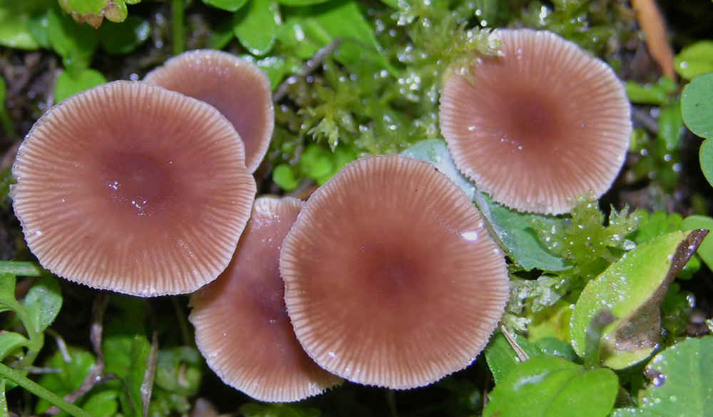 Gymnopus fusipes e Gymnopus impudicus